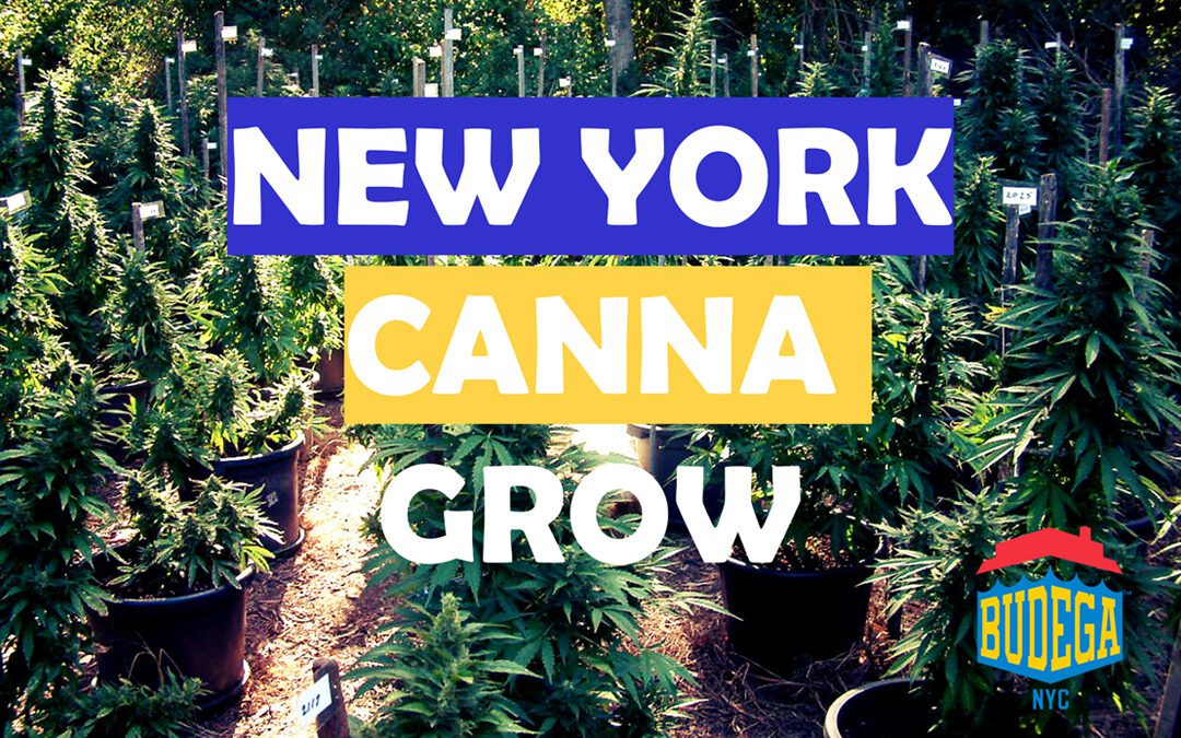 How To Grow Cannabis In New York