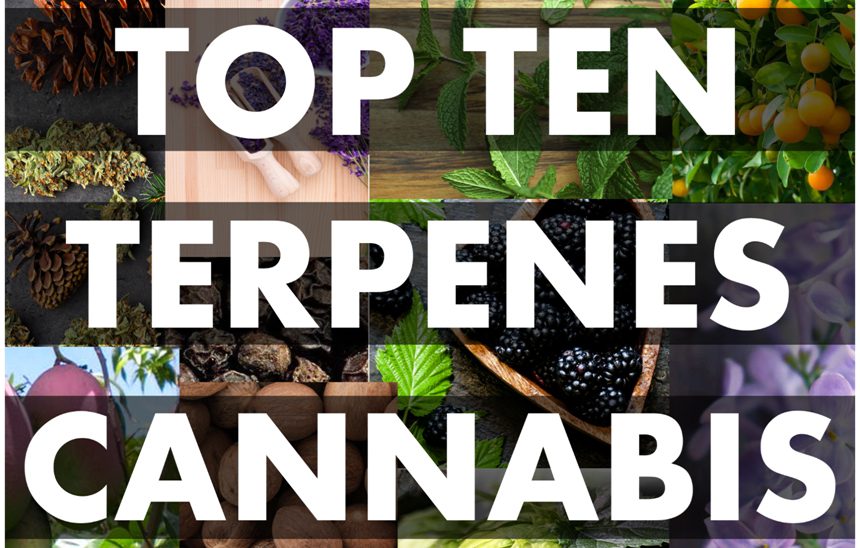 Top Ten Terpene Compounds Found In Marijuana